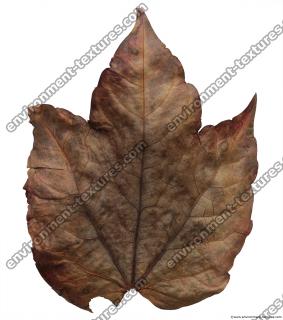 Leaves Dead 0038